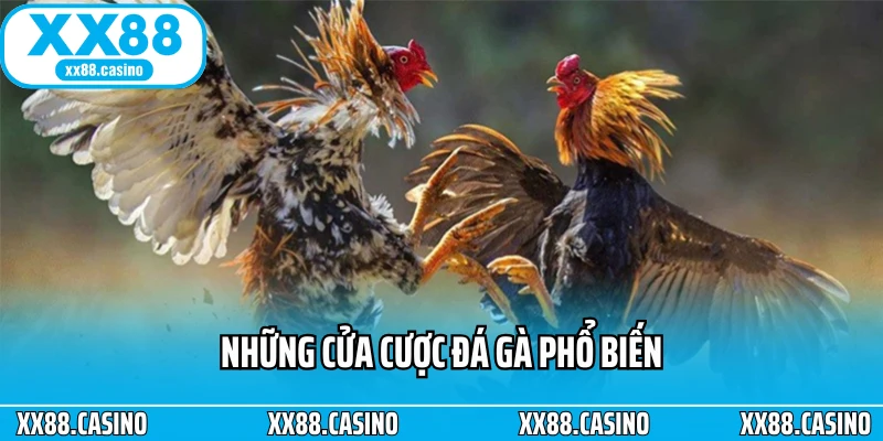 Những cửa cược đá gà phổ biến Những cửa cược đá gà phổ biến