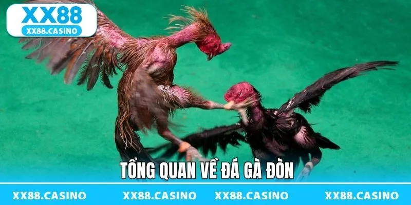 Tổng quan về theo dõi đá gà siêu kịch tính Tổng quan về theo dõi đá gà siêu kịch tính